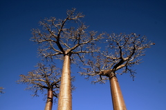 Adansonia