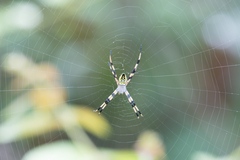 Argiope picta