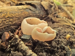 Malvipezia emileia