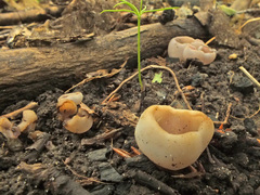 Malvipezia emileia