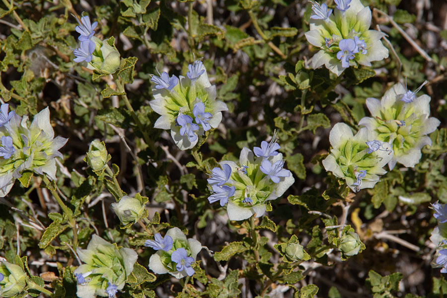 Salvia mohavensis