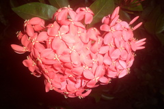 Ixora