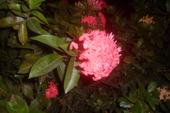Ixora