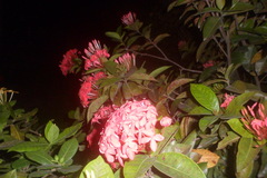 Ixora