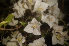 Bougainvillea
