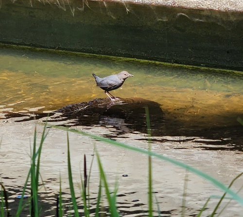 iNaturalist observation photo of American Dipper