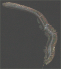 Phyllodocida