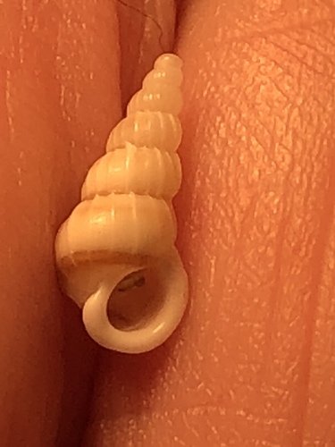 brown-band wentletrap