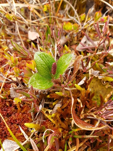Net-leaved Willow