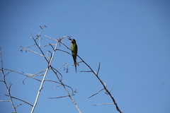 Merops superciliosus