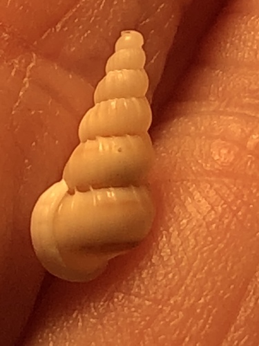 brown-band wentletrap