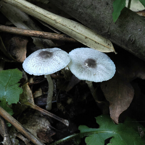 観察された菌類