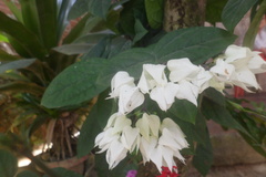Clerodendrum thomsoniae