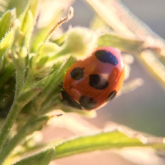 Coccinella septempunctata