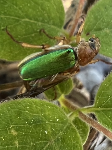 iNaturalist observation photo of Dichelonyx fulgida