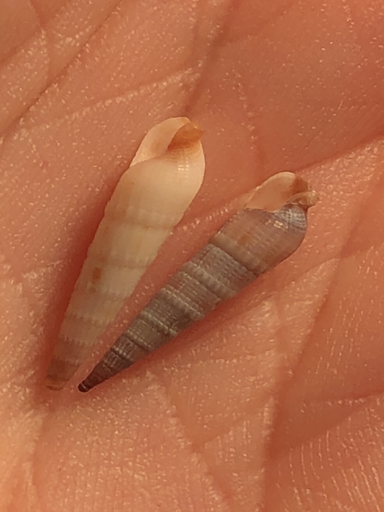 Lilac Auger