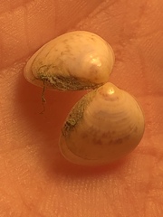 Laevicardium mortoni