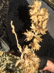 Atriplex canescens laciniata