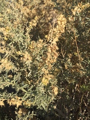 Atriplex canescens laciniata