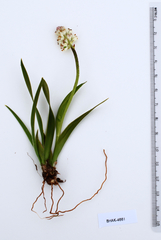 Triantha occidentalis