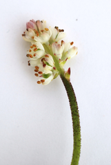 Triantha occidentalis