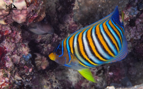Regal Angelfish