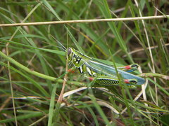 Hesperotettix viridis