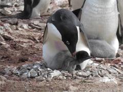 Adelie Penguin photo 3