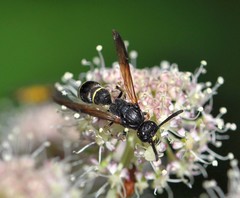 Symmorphus bifasciatus
