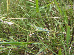 Hesperotettix viridis