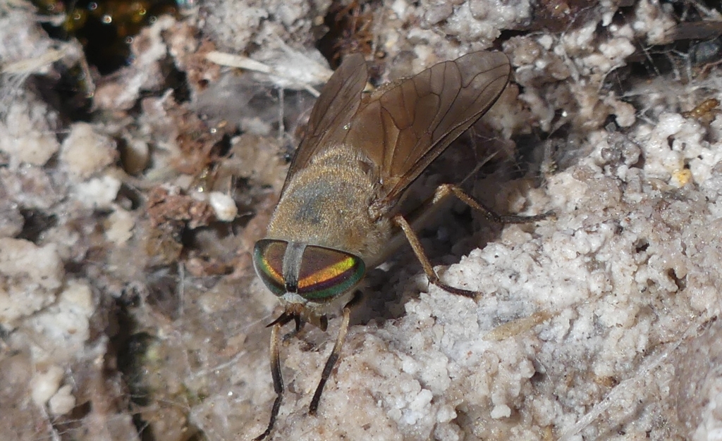 Tabanus monotaxis