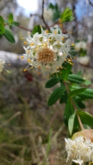 Pimelea ligustrina ciliata