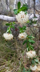 Pimelea ligustrina ciliata