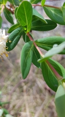 Pimelea ligustrina ciliata