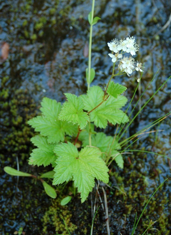 Filipendula occidentalis
