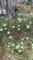 Pimelea ligustrina ciliata