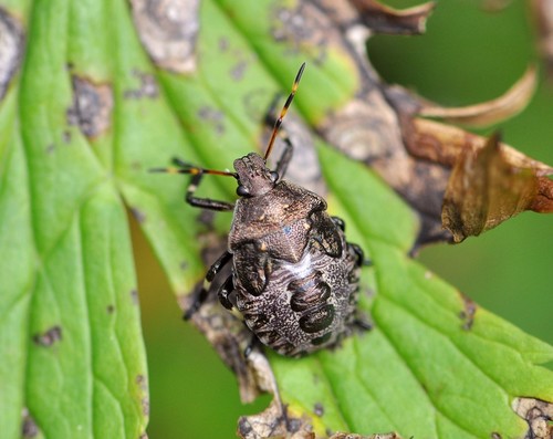 Spiny Shield Bug