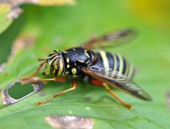 Spilomyia diophthalma