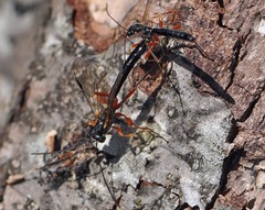 Rhyssella approximator