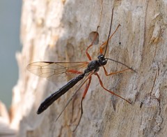 Rhyssella approximator