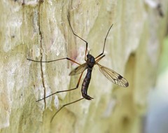 Dictenidia bimaculata