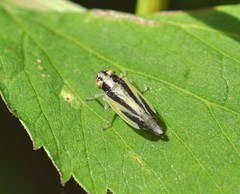 Evacanthus interruptus