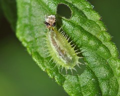 Cassida viridis