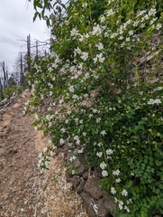 Philadelphus lewisii