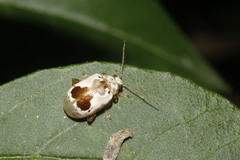 Acrocyum dorsalis