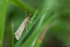 Chrysocrambus linetella