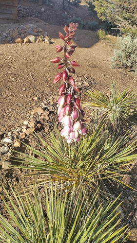 Image of Yucca baileyi by no rights reserved