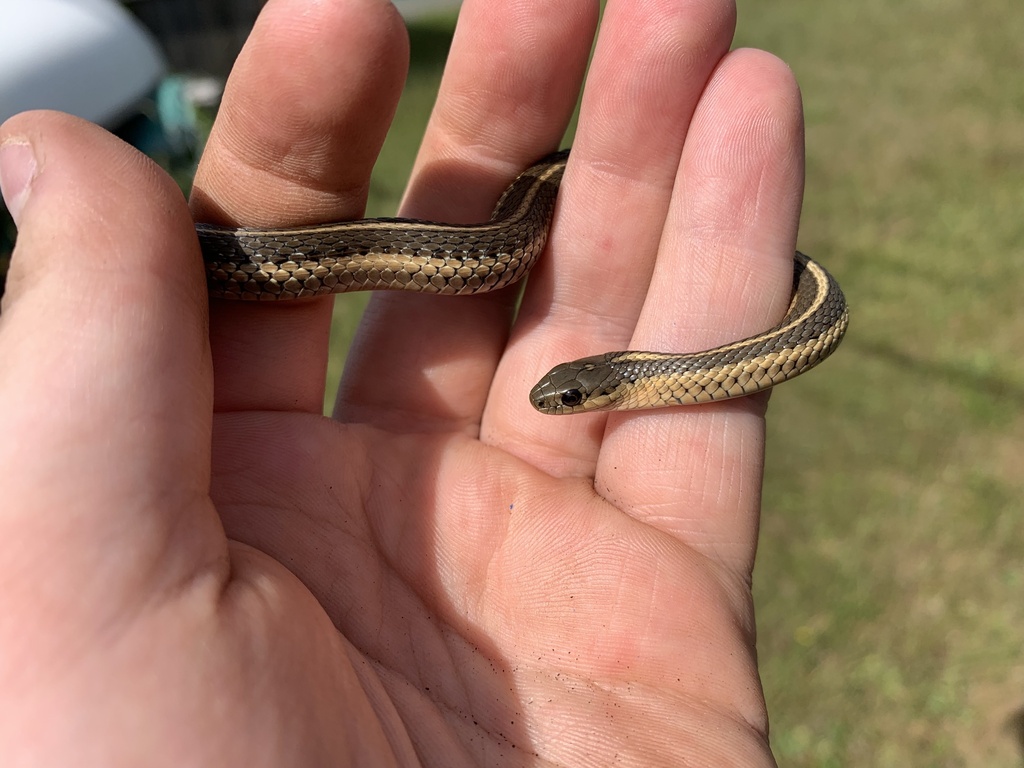 Northwestern Garter Snake From Ninth St, Crescent City, CA, US On June ...