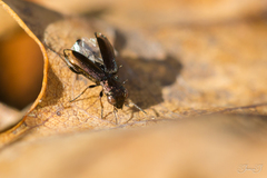 Notiophilus quadripunctatus