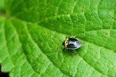 Cosmopepla conspicillaris